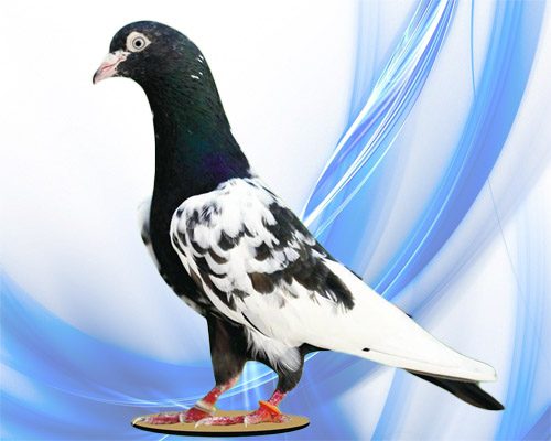 Rampoori Indian Pigeons