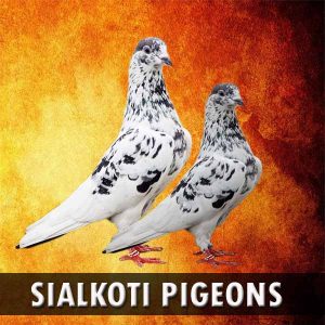 Sialkoti Pigeons