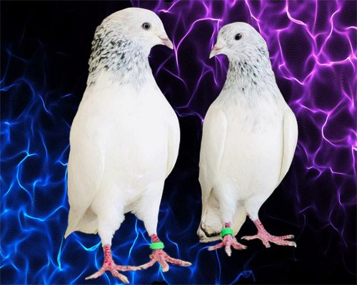 Sialkoti Pigeons Motioun Walay