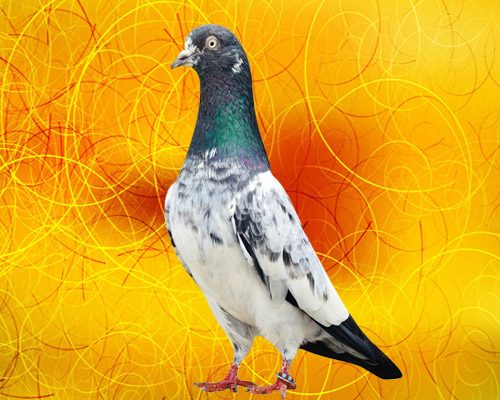 Teddy Pigeons in Pakistan